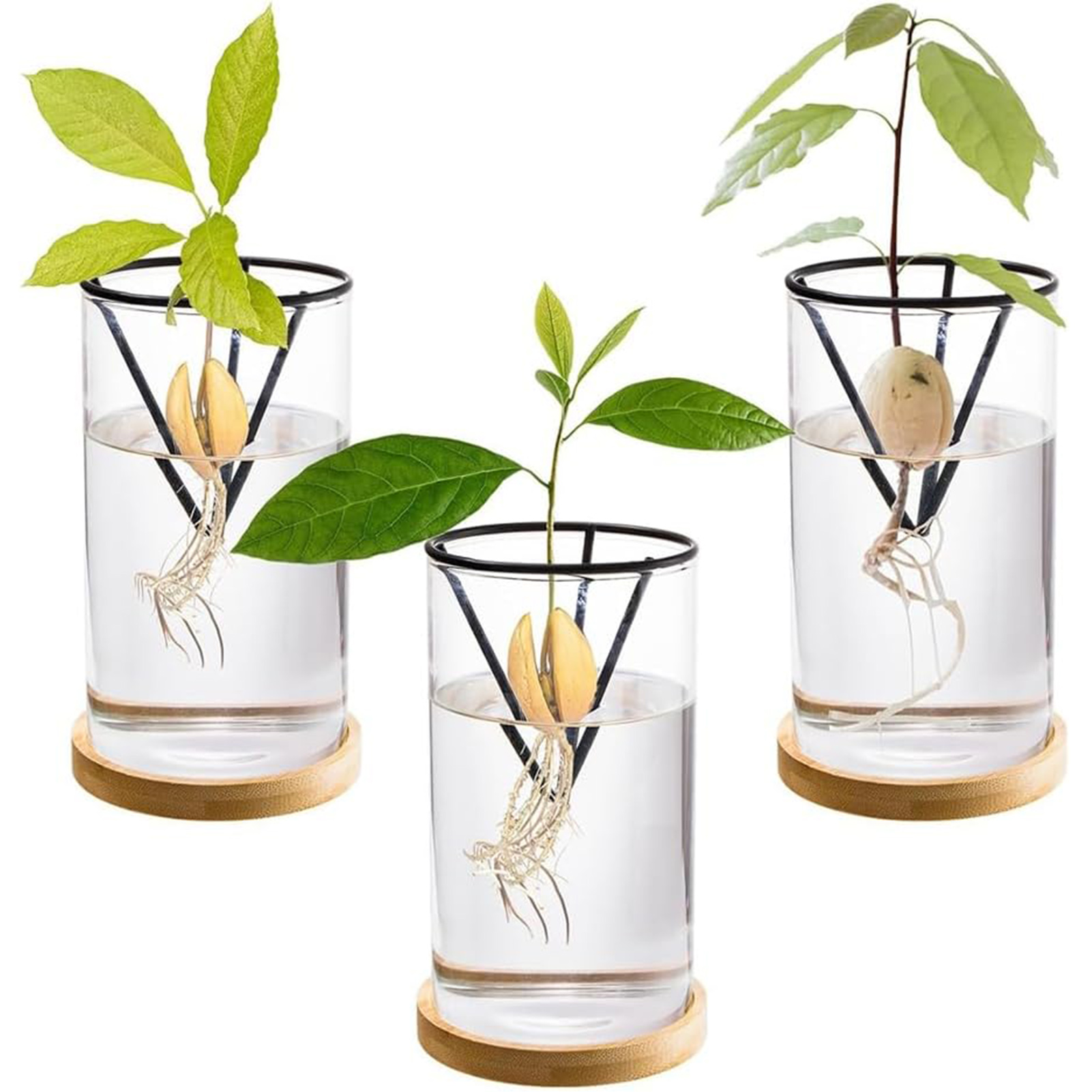 1 takım avokado ağacı yetiştir - Hydroponic Kit incelemesi ve fiyatı