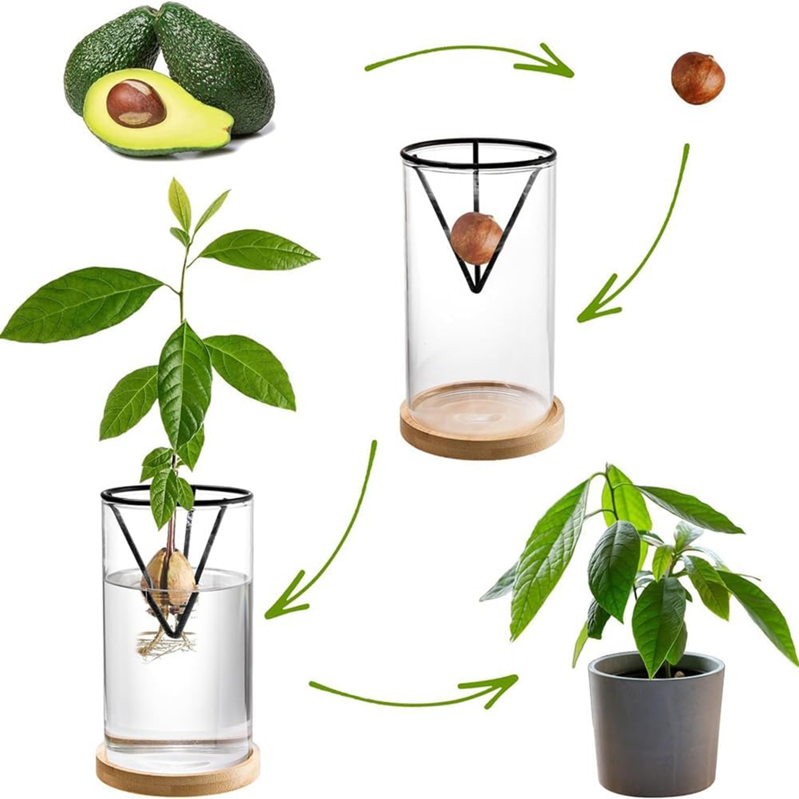1 takım avokado ağacı yetiştir - Hydroponic Kit incelemesi ve fiyatı
